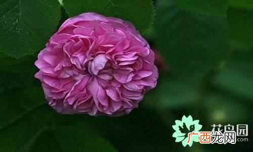 代表中国的花 中国国花是什么花