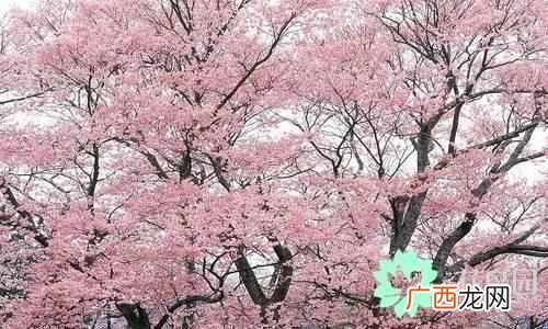 代表中国的花 中国国花是什么花