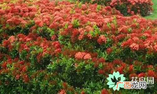 代表中国的花 中国国花是什么花