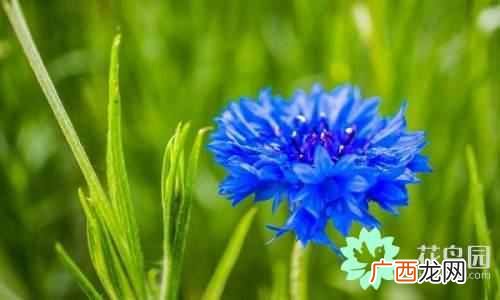 代表中国的花 中国国花是什么花