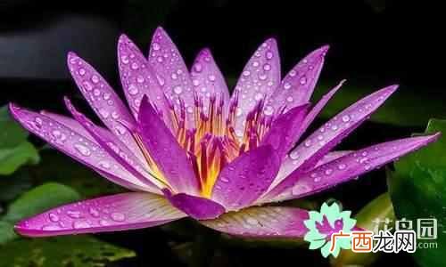 代表中国的花 中国国花是什么花
