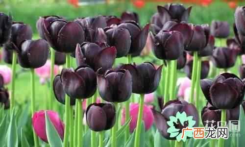 代表中国的花 中国国花是什么花