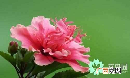代表中国的花 中国国花是什么花