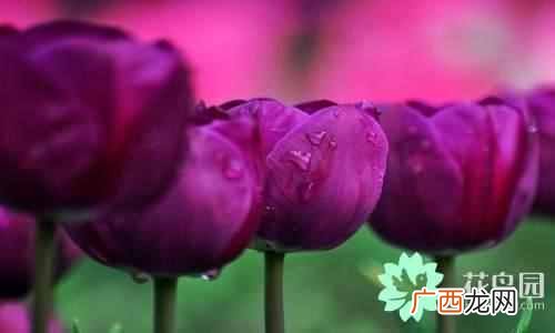 代表中国的花 中国国花是什么花