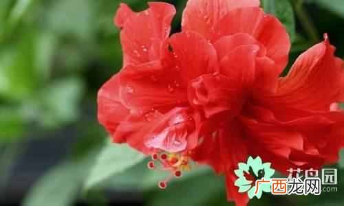 代表中国的花 中国国花是什么花