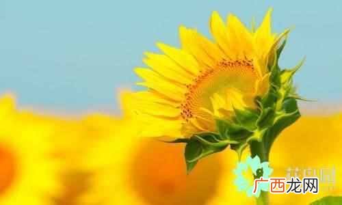 代表中国的花 中国国花是什么花