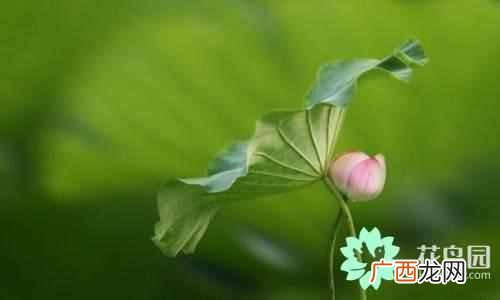 代表中国的花 中国国花是什么花