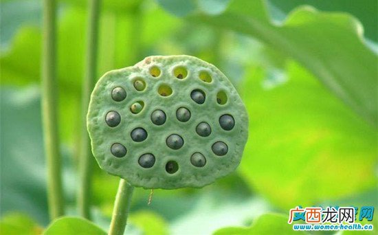 莲子心泡水喝的功效 莲子心泡水喝的禁忌