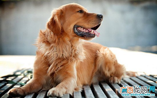 怎么了解狗狗的肢体语言 狗狗3种肢体语言大解析