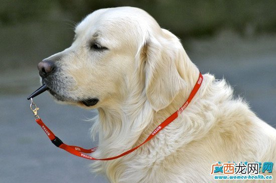 怎么了解狗狗的肢体语言 狗狗3种肢体语言大解析