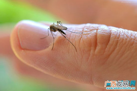 蚊子吸血是为了什么 区别公蚊子和母蚊子最简单的方法