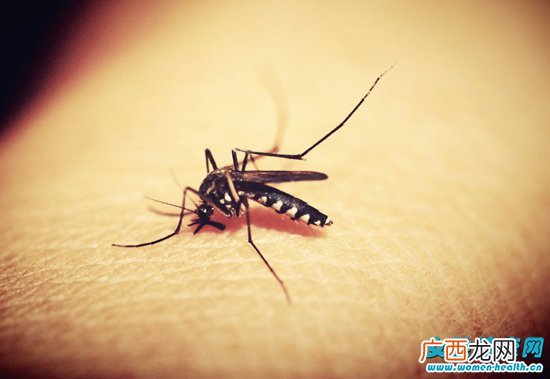 蚊子吸血是为了什么 区别公蚊子和母蚊子最简单的方法