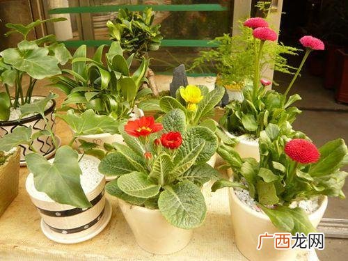 家庭常见花卉 家庭花卉的繁殖