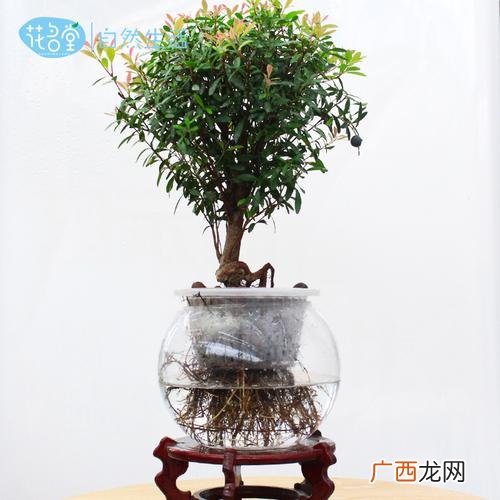 家庭常见花卉 家庭花卉的繁殖