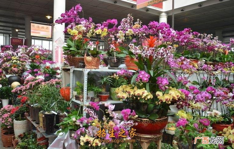 绿植花卉养护员培训 家庭花卉养护师就业