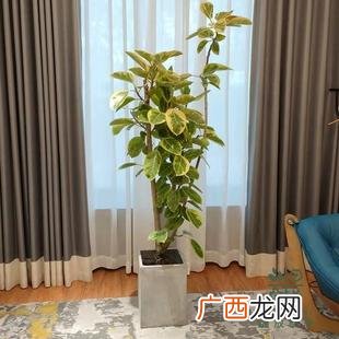 盆栽花卉大全 家庭盆栽花卉及名称