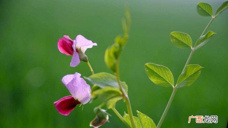 盆栽花卉大全 家庭盆栽花卉及名称