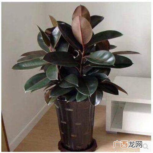 盆栽花卉大全 家庭盆栽花卉及名称大全
