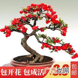 常见盆栽植物大全 家庭盆栽花卉及名称大全集