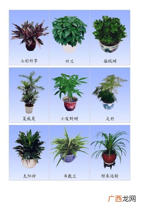 常见盆栽植物大全 家庭盆栽花卉及名称大全集
