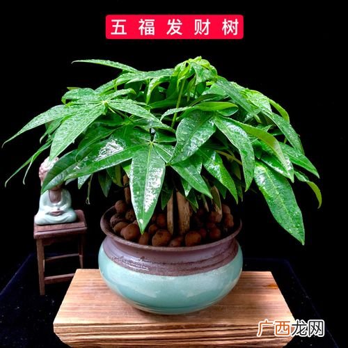 家庭盆景图片大全欣赏 家庭盆栽花卉与盆景