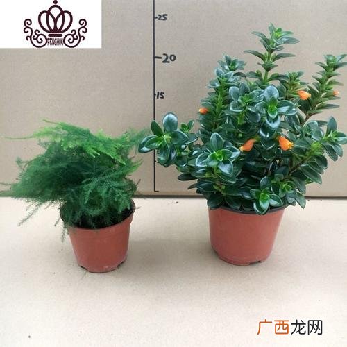 家庭盆景图片大全欣赏 家庭盆栽花卉与盆景