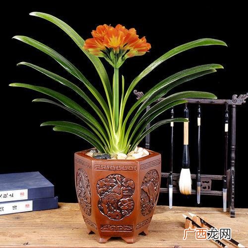 各种花卉 家庭室内适合养的花卉图片欣赏