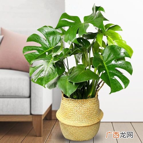 各种花卉 家庭室内适合养的花卉图片欣赏