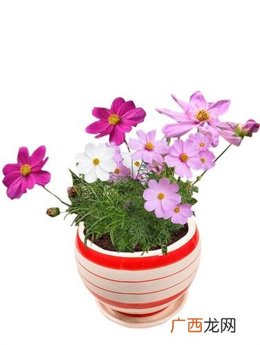 家庭常见的盆栽花卉 家庭小盆种植花卉图片大全