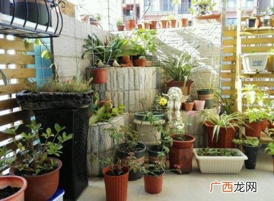 好养的阳台花卉 家庭阳台养的花卉图