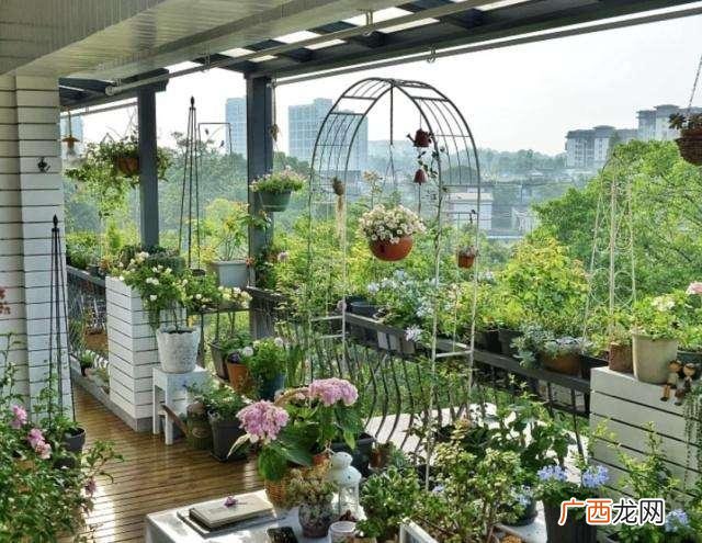 好养的阳台花卉 家庭阳台养的花卉图