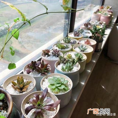 好养的阳台花卉 家庭阳台养的花卉图
