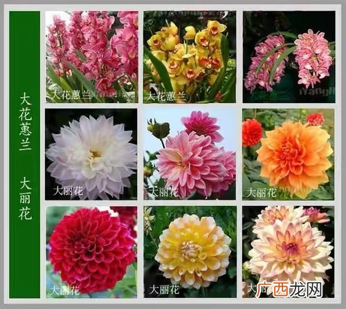 简单花卉图案设计 简单花卉图片大全