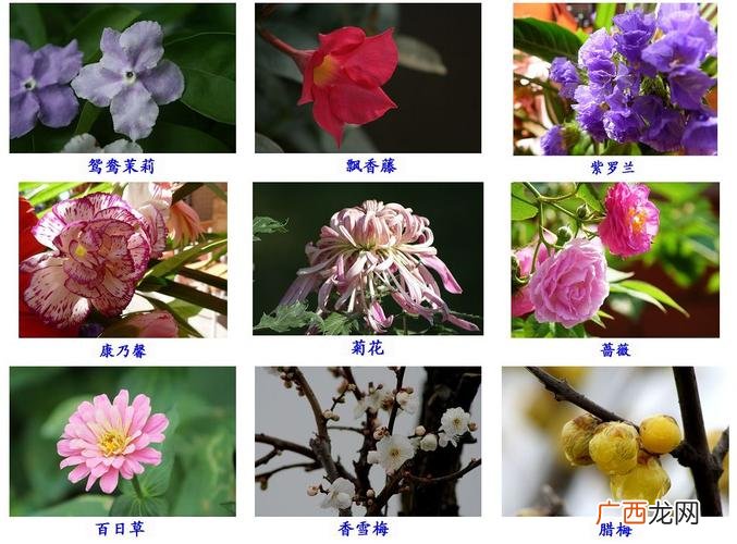 简单花卉图案设计 简单花卉图片大全
