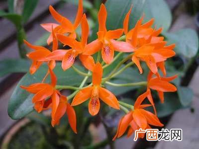 进口花卉 卡特兰花卉批发