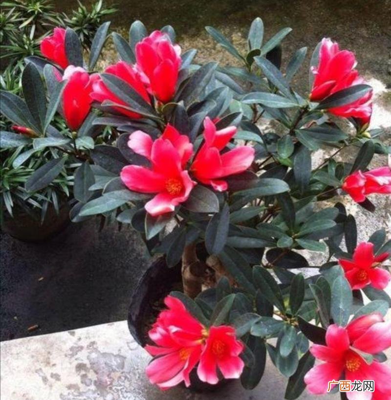 经常开花又好养的盆栽 开花盆栽花卉