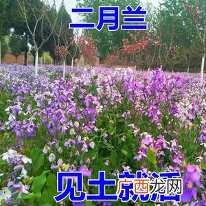 能室外过冬的耐寒花卉 可以冬季在室外种的花卉