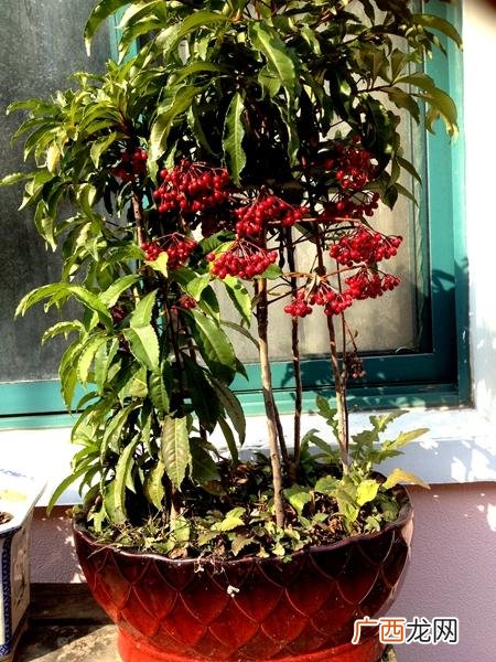 能室外过冬的耐寒花卉 可以冬季在室外种的花卉