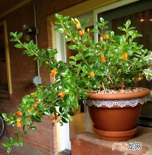 能室外过冬的耐寒花卉 可以冬季在室外种的花卉