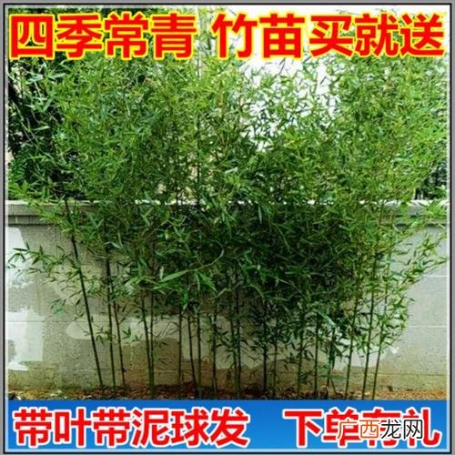 耐寒常绿室外花卉 可以常绿过冬的花卉