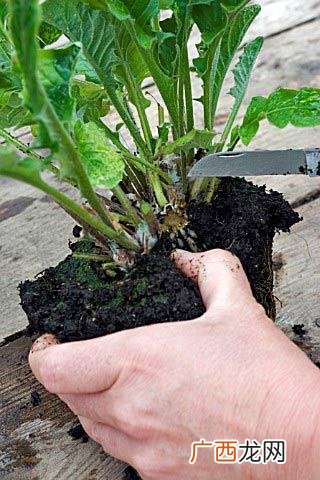 常用扦插繁殖的植物有哪些 可以扦插的多年生花卉