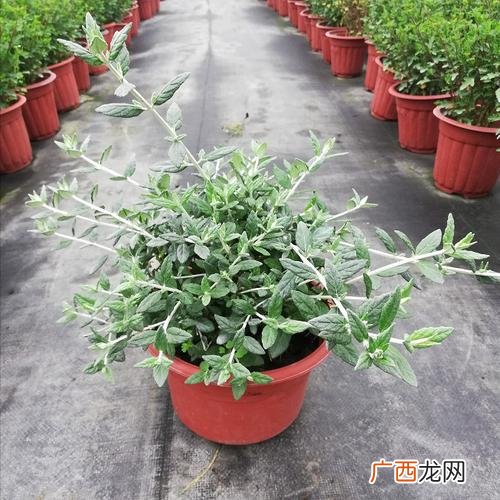 耐寒盆栽植物大全 昆明耐寒盆景花卉