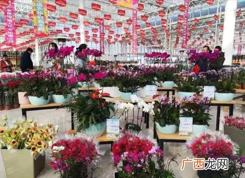 花卉市场 兰州花卉市场最大在哪里