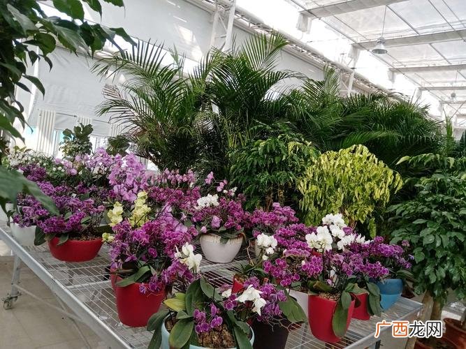 花卉市场 兰州花卉市场最大在哪里