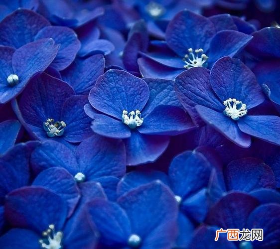 蓝色花图片大全 蓝色植物花卉图片大全图片大全