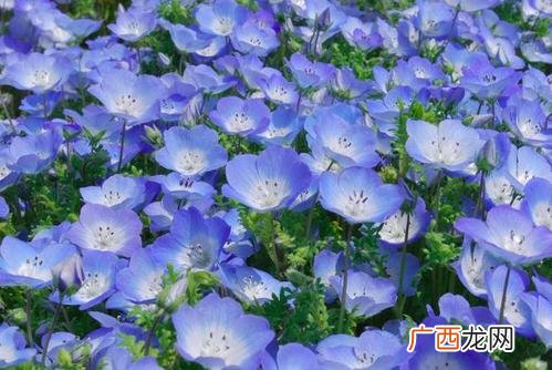最美花卉图片 蓝色植物花卉图片大全图片欣赏