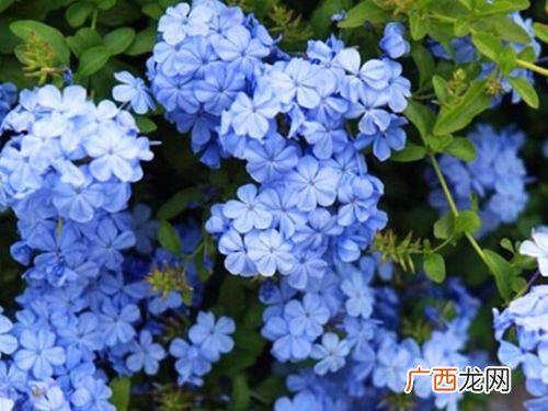 最美花卉图片 蓝色植物花卉图片大全图片欣赏