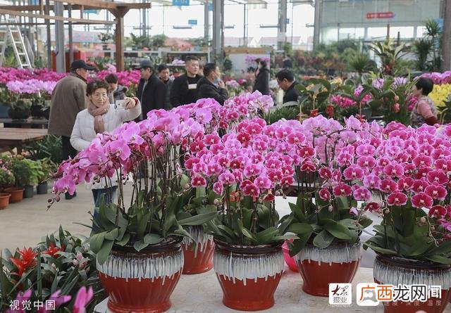 费县新时代腊梅 临沂花卉市场有腊梅吗