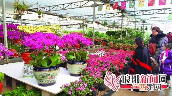 费县新时代腊梅 临沂花卉市场有腊梅吗