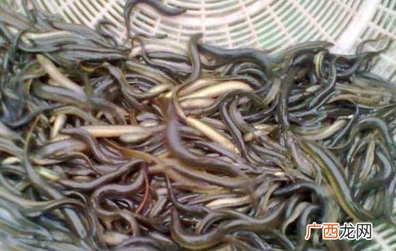 成本低的暴利种植,十大暴利水产养殖业
